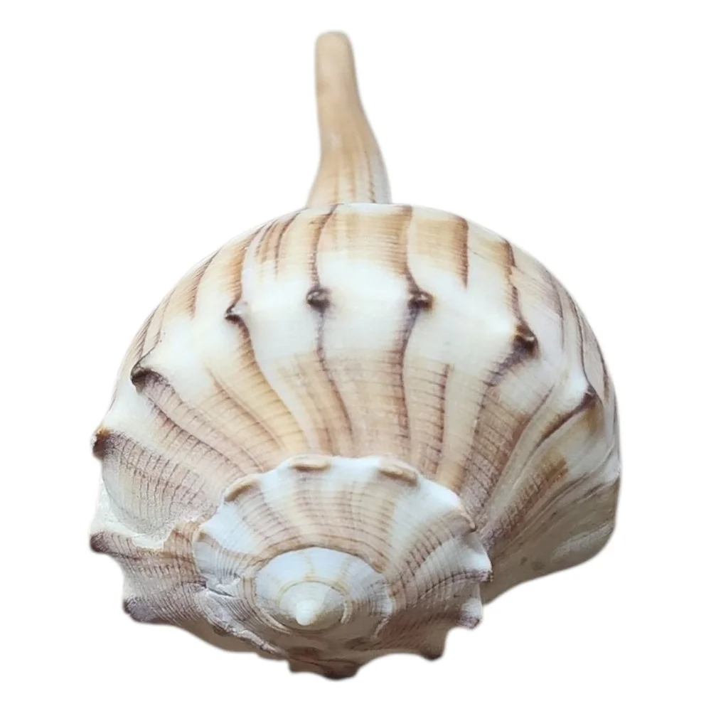 Assorted Shells - Picture 6 of 7